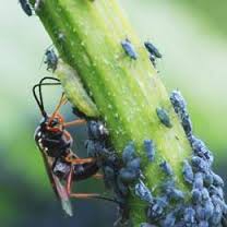Predatory Insects for pest control